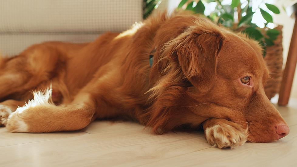 dog lays on floor of living room
